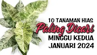 10 Tanaman Hias Paling Dicari di Minggu Kedua Januari 2024