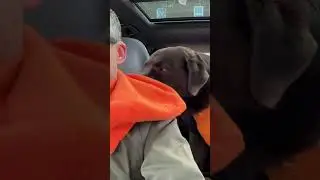 Dog Plays With Dad's Hoodie