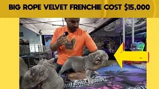 Rare And Expensive French Bulldogs