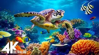 Under Red Sea 4K - Beautiful Coral Reef Fish in Aquarium, Sea Animals for Relaxation - 4K Video #213