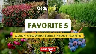 Favorite 5 Quick Growing Edible Hedge Plants 🌱🌷🌲 // Gardening Tips