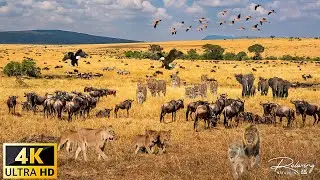 4K African Wildlife: Amazing Moments of Tankwa Karoo National Park, South Africa | Wildlife Kingdom