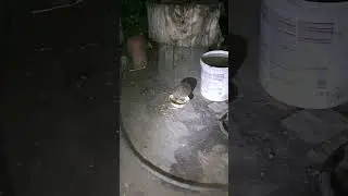 В ночном саду
