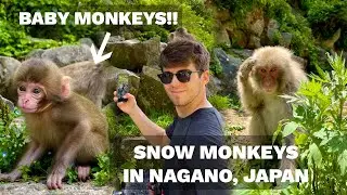 JIGOKUDANI SNOW MONKEY PARK IN SPRING!! (RYOKAN, NAGANO, JAPAN)