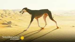 This Arabian Dog is Fast Enough to Catch a Gazelle 🤩 Amazing Dogs | Smithsonian Channel