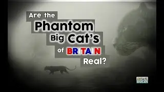 Are the Phantom Big Cat's of Britain Real?