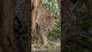 Jaguars of the Pantanal #jaguars #jaguar