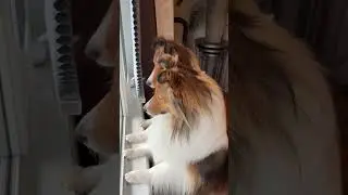 The. Squirrel Patrol was on High Alert Today! 🐿️🐶 a Talky on Cricket 