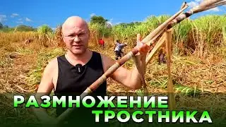 Тростник - размножение.