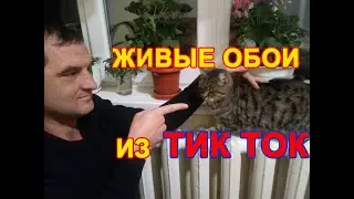 Как поставить живые обои из Тик Тока