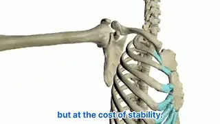 Understanding the Shoulder: Structure and Biomechanics 어깨 관절의 복합성: 구조, 움직임, 그리고 생체역학의 이해