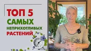 Топ 5 самых неприхотливых растений для дома