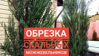 ПРАВИЛЬНАЯ ОБРЕЗКА МОЛОДЫХ СКАЛЬНЫХ МОЖЖЕВЕЛЬНИКОВ