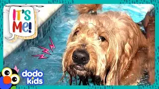 This HUGE Dog Is Scared Of FLOORS?! | Dodo Kids | It's Me!