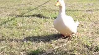 Sietta - Chicken Run