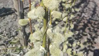 Верба Кілмарнок🌿