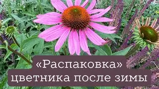 Цветник после зимы. Не обрезаю многолетники осенью. #миксбордер #природныйцветник