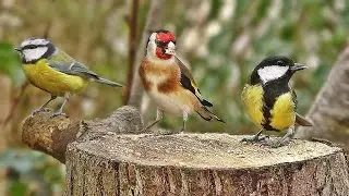 Bird Sounds Spectacular : Morning Bird Sound