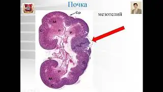 Лекция № 23. Почка. Нефрон. Kidney