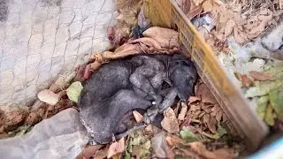 The old dog cried trembling in the corner, he wishes his owner would love him just once
