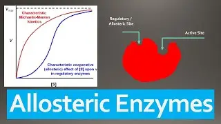 Allosteric Enzymes - Mechanism, Regulation, Models and Classification