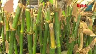 Trồng măng tre Bát độ cho thu nhập khá