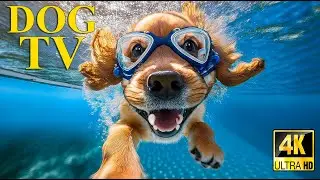 🔴 Dog TV All Day Long 🎵 Top Relaxing Music for Dogs 🐾🧡 Anxiety & Stress Relief for Your Puppies
