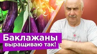 КОВАРНАЯ ОШИБКА, ИЗ-ЗА КОТОРОЙ У ВАС НЕ РАСТУТ БАКЛАЖАНЫ! 3 простых секрета для огромного урожая