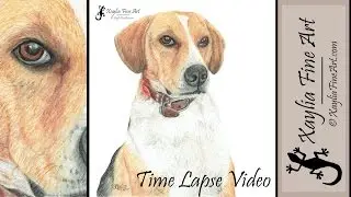 Time Lapse Video: Drawing Treacle the Beagle in coloured pencils