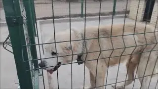 Мои страхи насчёт алабая были напрасны  Забрала его  По дороге сделала покупки для приюта часть 2