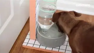 How To Make A Stylish Self-Filling Dog Water Bowl