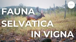 fauna selvatica in vigneto (videotrappola)