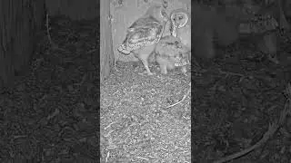 Barn owl nestling flaps wings #owl #birds #barnowl #animals #wildlife #shorts #congrats nature #live