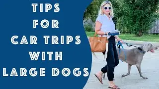 How to Travel With A LARGE Dog | Let's Go on A Road Trip