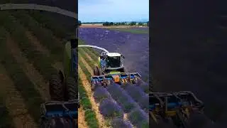 Lavender harvest