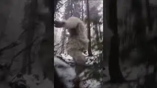 Yeti falling down hill meme #funny #meme #memeviral