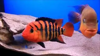 Big Pair of Red Terror Cichlids