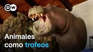 Caza de trofeos - ¿Pasatiempo cruel o conservación de especies? | DW Documental