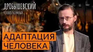 Как среда формировала человека и как он адаптировался?