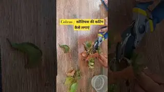 Coleus / कोलियस की कटिंग कैसे लगाएं 