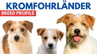 Kromfohrlander Dog Breed Profile History - Price - Traits - Kromfohrländer Grooming Needs - Lifespan