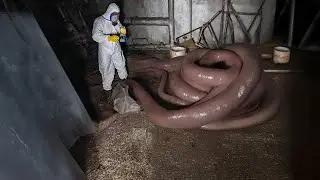 Unsettling Creatures Found In Chernobyl That Wont Stop Growing