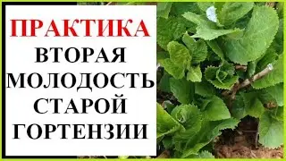 Как рассадить старый куст гортензии