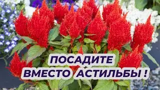 ПОСАДИТЕ ВМЕСТО АСТИЛЬБЫ ЭТОТ ЦВЕТОК! Неприхотливое растение которое цветет все лето!