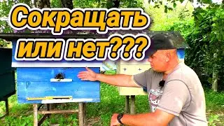 Нужно ли сокращать пчелиные семьи? Нюансы пасеки.