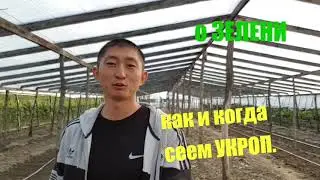 Как и когда сеем УКРОП. СРОКИ. Зелень на продажу