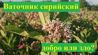 Ваточник сирийский, добро или зло?