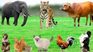 Cute Small Animals : Cat, Horse, Dog, Cow, Chicken, Rabbit, Goat, Sheep, Pig, Tiger - Animal Sounds