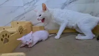 The kittens freeze when Mommy demands discipline.