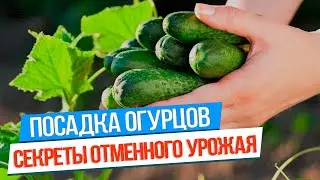 Секреты выращивание огурцов: посадка, подкормка, уход